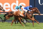 Hanseatic is a firming Blue Diamond Stakes favourite after C&G Prelude win