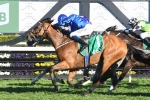 Hartnell Heavily Backed in P.B. Lawrence Stakes Betting 2019