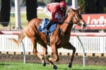 Brooklyn Hustle on trial for Moir Stakes