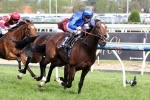 Australian Cup The Autumn Target For Contributer