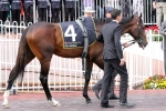Sea Moon Can Turn Around Melbourne Cup Form