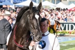 Dandino firms in Melbourne Cup betting