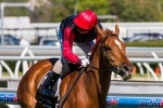 Spurtonic’s Emirates Stakes Odds Shorten