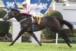 Arabian Gold No Certainty To Contest Doncaster Mile