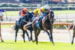 Vasil Chasing Group 1 Win With Prince Harada In Australian Guineas