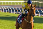 Hayes Pleased with Hong Kong Cup-Bound Criterion