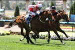 Hayes could have four runners in Ladbrokes Blue Diamond Stakes