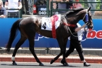 The Big Dance On Trial For Danehill Stakes