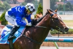 Blinkers the key to Chivalry in 2014 Blue Diamond Stakes