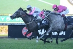 Cox Plate dream on track for Arabian Gold after winning Golden Pendant