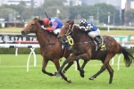 The Queen’s Cup winner Plot Twist to be set for 2019 Adelaide Cup