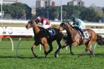 Malavio Upstages Group 1 Winners In Tramway Stakes