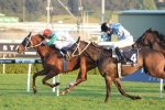 Melbourne Cup 2014: Step-Up In Trip To Suit Opinion