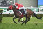 Redzel to excel back at Randwick in 2019 T J Smith Stakes