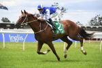 Noble Boy chasing first win over Winter Challenge 1500m