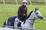 Grey Lion at top of Geelong Cup Betting