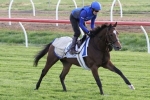 2016 Emirates Stakes: Drop back in distance will suit Scottish